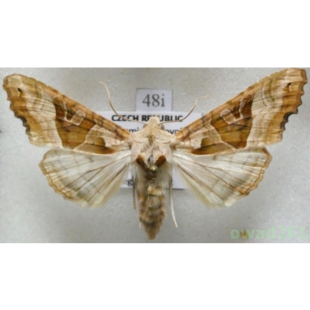 Phlogophora meticulosa (Linnaeus, 1758) Czech48i